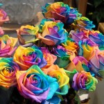 1356518801_a-bunch-of-rainbow-roses-for-sale-by-gertrud-k-620x474