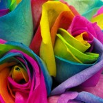 rainbow-rose-2
