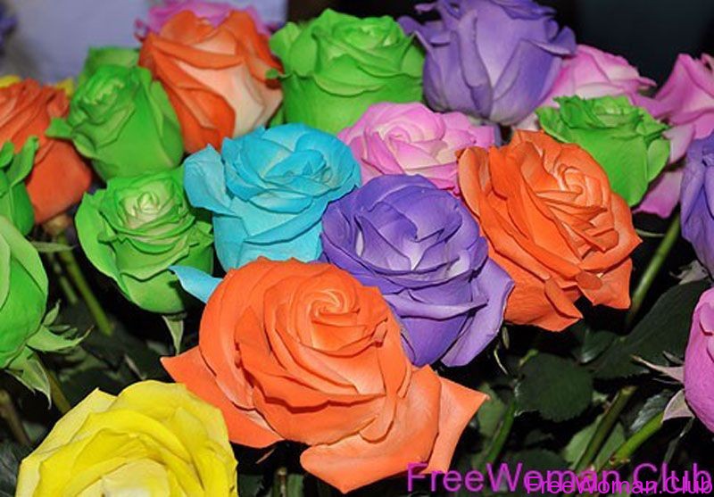 Фото красивых разноцветных цветов