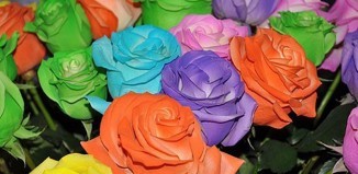 Фото красивых разноцветных цветов