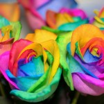 rainbow-rose-3